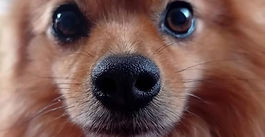 Jeff is available for adoption