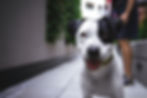 A black and white dog smiles with his owner standing behind him