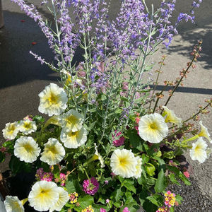 Perovskia, Ptilotus, and Petunias. Oh my!