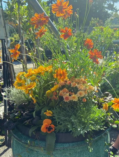 A bright and cheery fall container that includes the classic fall mum and kale standards and goes beyond by incorporating unexpected touches.