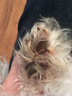 Schatzi _____ 10/11/2016