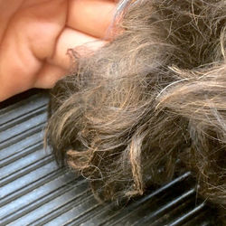 Lexi _____ 06/18/2016