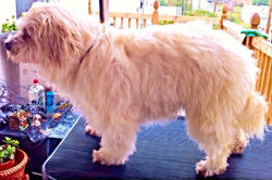 Snickers _____ 02/10/2015