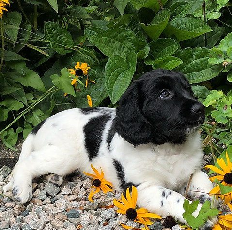 ginny as puppy.jpg