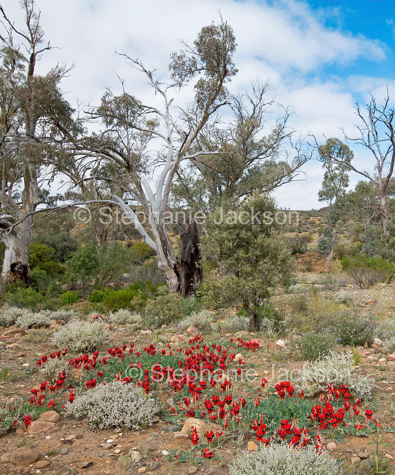 outback_landscape_with_sturts_desert_pea