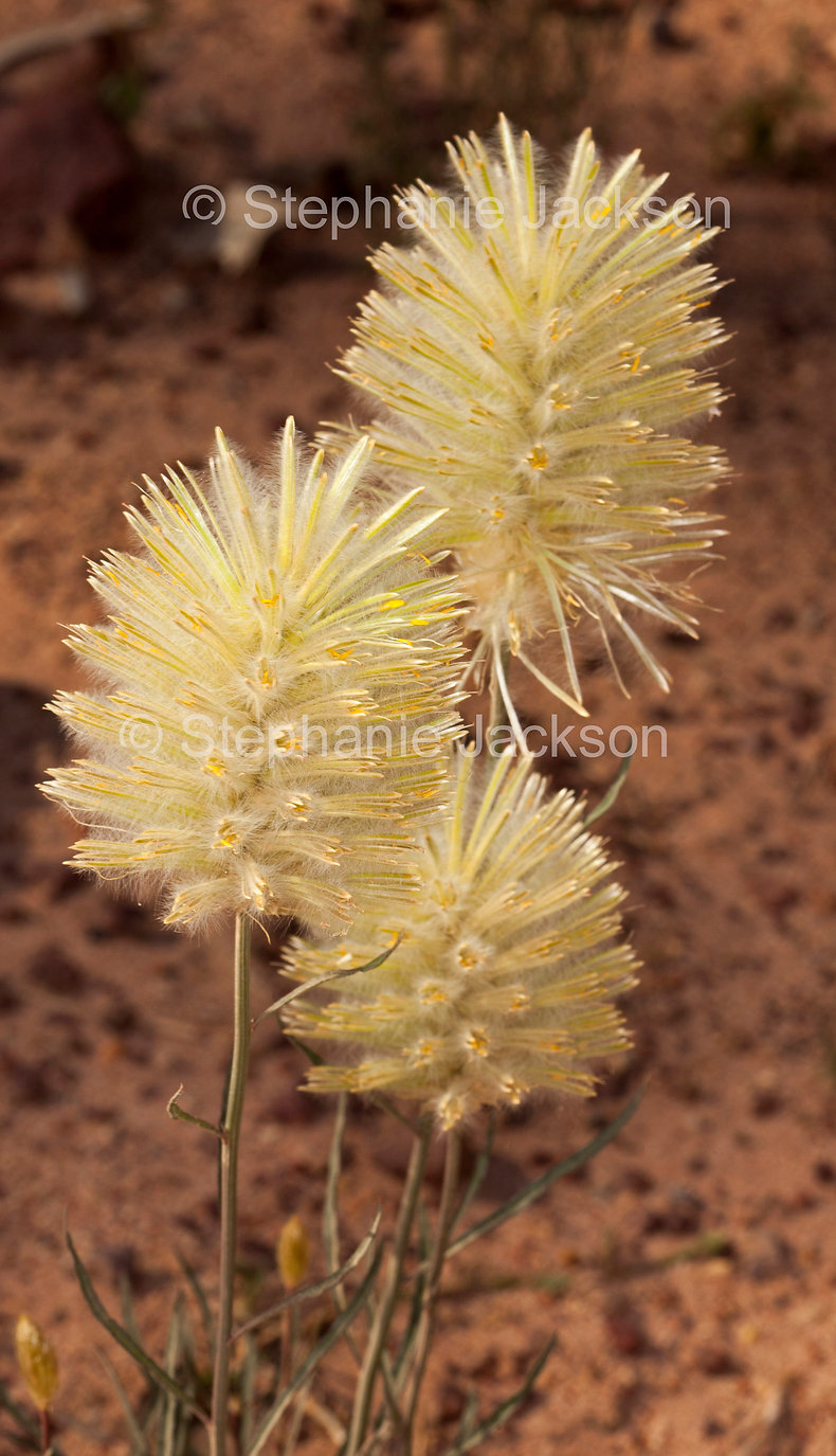 ptilotus_macrocephalus_flowers_MG_7454.j