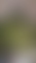 お洒落なシーリングライトをDIYしました。