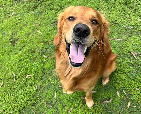 happy smiling dog playing in the grass