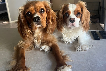 two happy puppy waiting for dinner