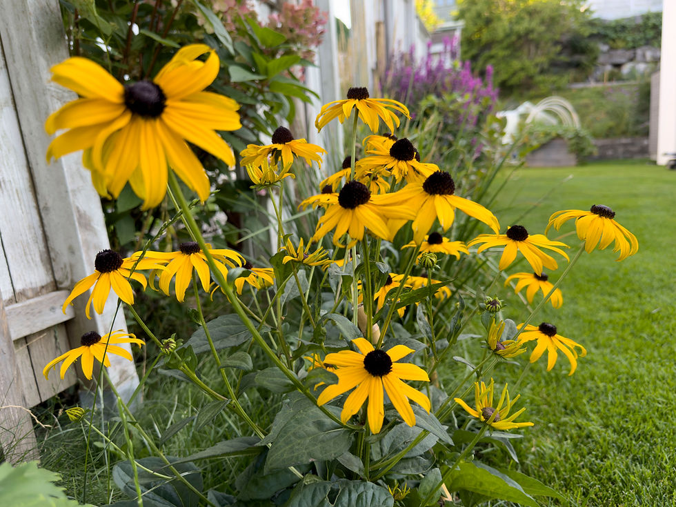 Blühende Chili mit kleinen Fruchtkörpern