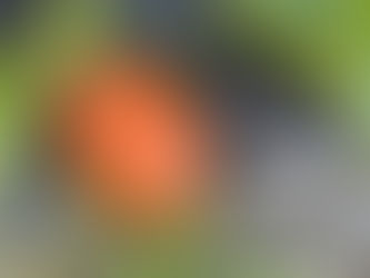 Mauerblümchen und Strassenkinder