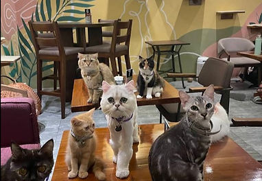 ボホール島猫かふlカフェ