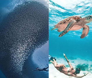 モアルボアル ウミガメ