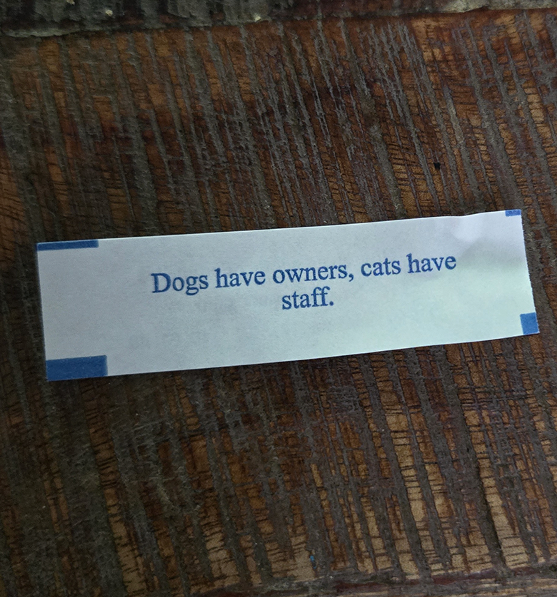 Dogs have owners, cats have staff.