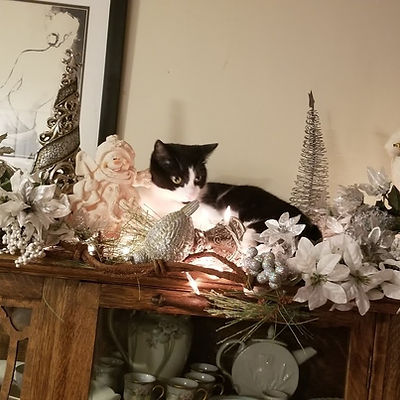 cat (2).jpg