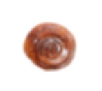 Cinnamon Roll