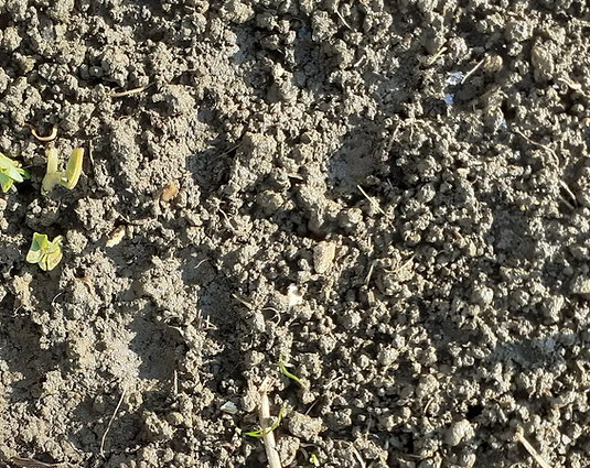 Das Element Erde - Waldkurs | Wie du die Natur dazu nutzen kannst