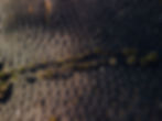 Sibotk -1 - DJI_0308-2