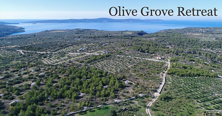 Fruchtbarer Olivenhain in der Nähe der Hauptstraße auf der sonnigen Insel Brač