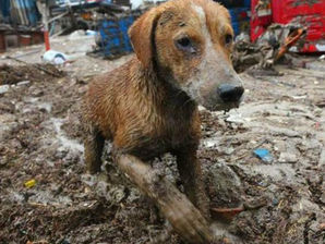 Grupo Caridad hará refugios para atender a mascotas que se quedaron sin hogar por huaicos