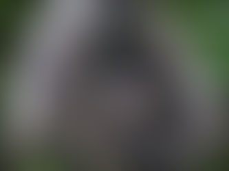 Cada hora desaparecen tres especies de animales