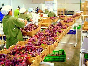 Perú se ha convertido en exportador líder de frutas y hortalizas a nivel mundial
