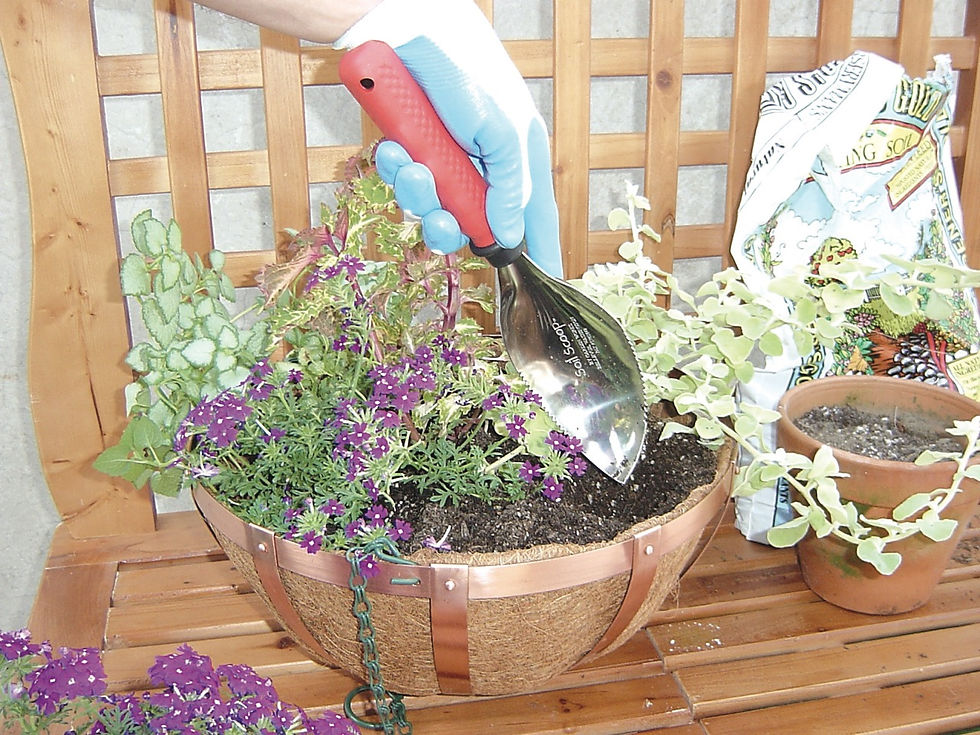 ADA SOIL SCOOP MAGE 木製 ADA Soil Scoop Mage Japanese Beech 30th Anniversary Aqua