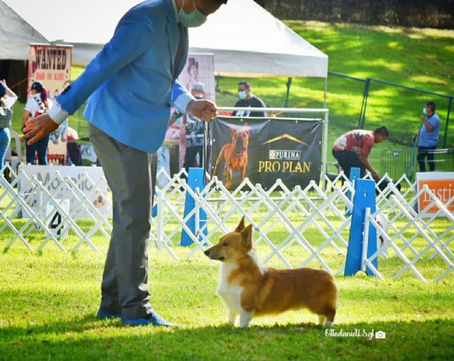 Campeón Centroamericano