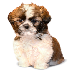 Shitzu cachorro venta guatemala