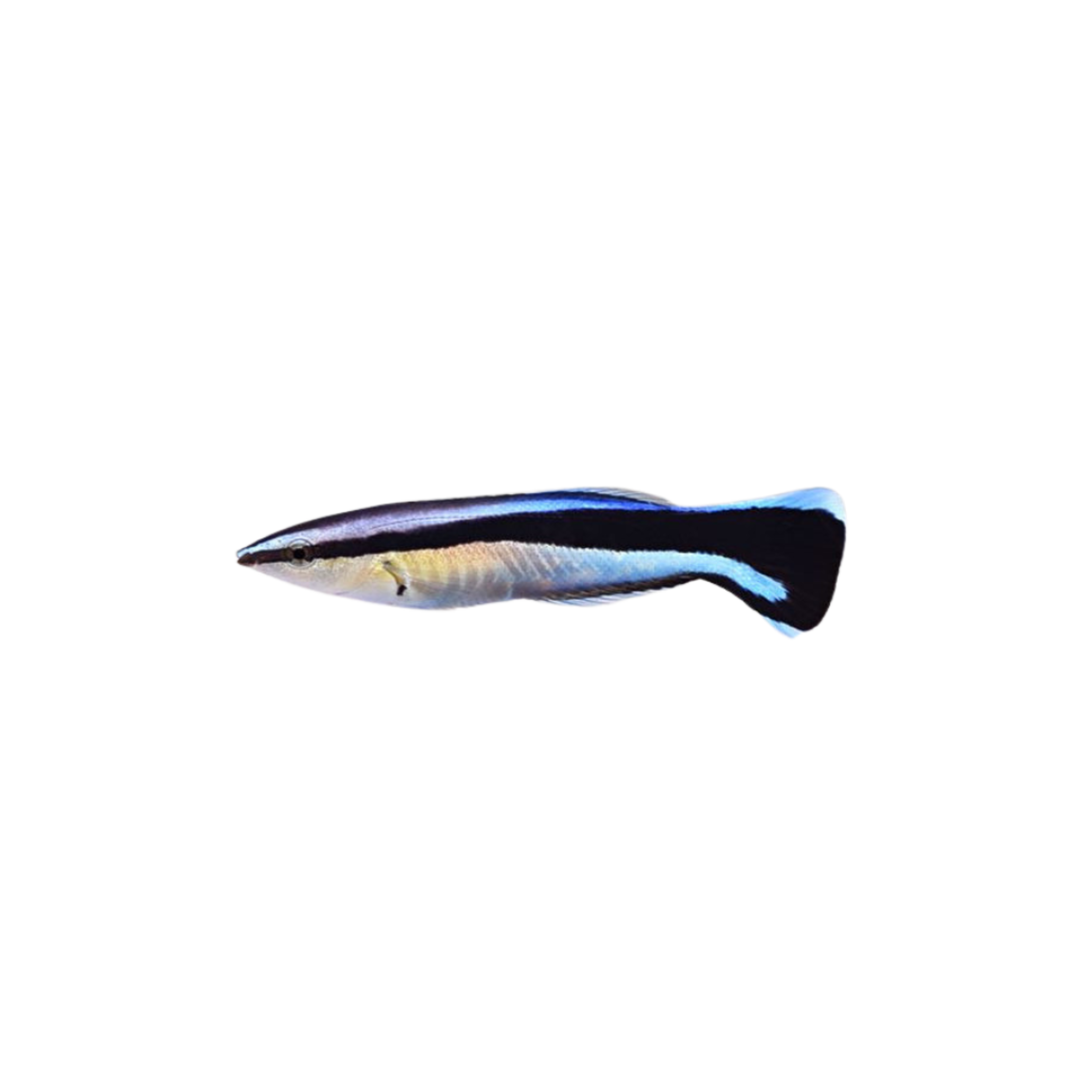 Cleaner Wrasse "M" (Labroides dimidiatus)