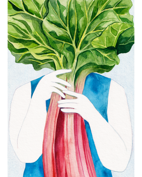 Illustratie in aquarel door Kim Timmermans, van twee handen die een grote, roze stengel rabarber vasthouden. 
