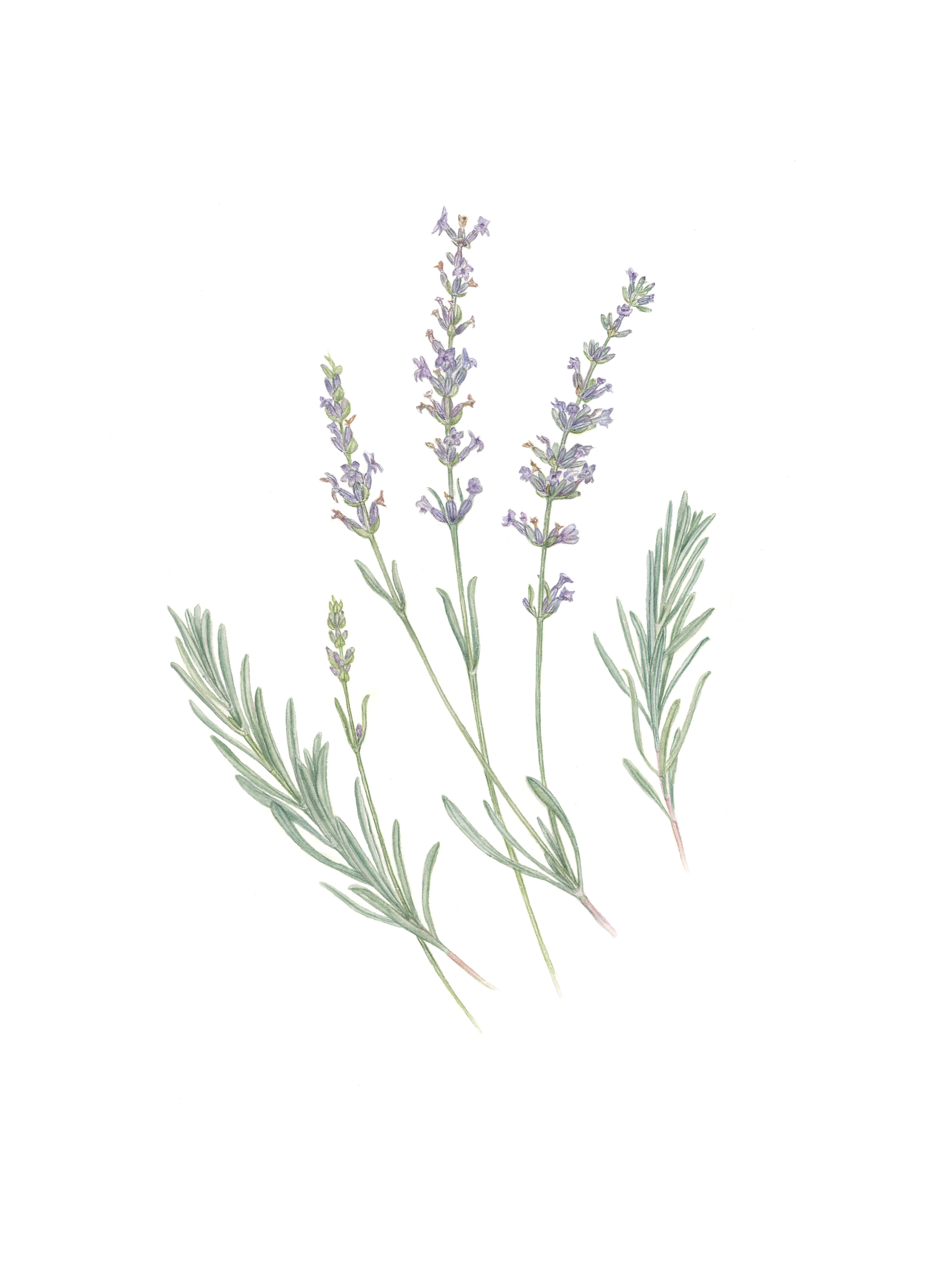Provence Lavender