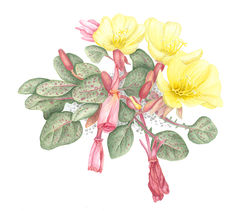 Woody fruited Evening Primrose, Oenothora xylocarpa - Watercolor on Paper