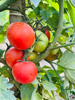 294822442_540057511201212_3143770019253331144_n