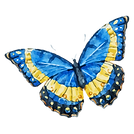 Blue and Yellow Butterfly