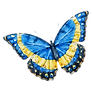 Blue yellow and black butterfly