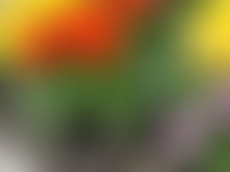 What Is Included in a Landscape Spring Clean-Up and How Does It Enhance Your Property?