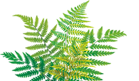 fern_.png