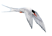 BirdsFlying_edited.png