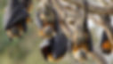 bats bat bat appreciation day mammals science nature early education