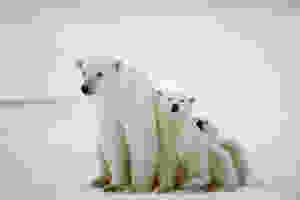 international polar bear day science naturally mammals facts STEM science