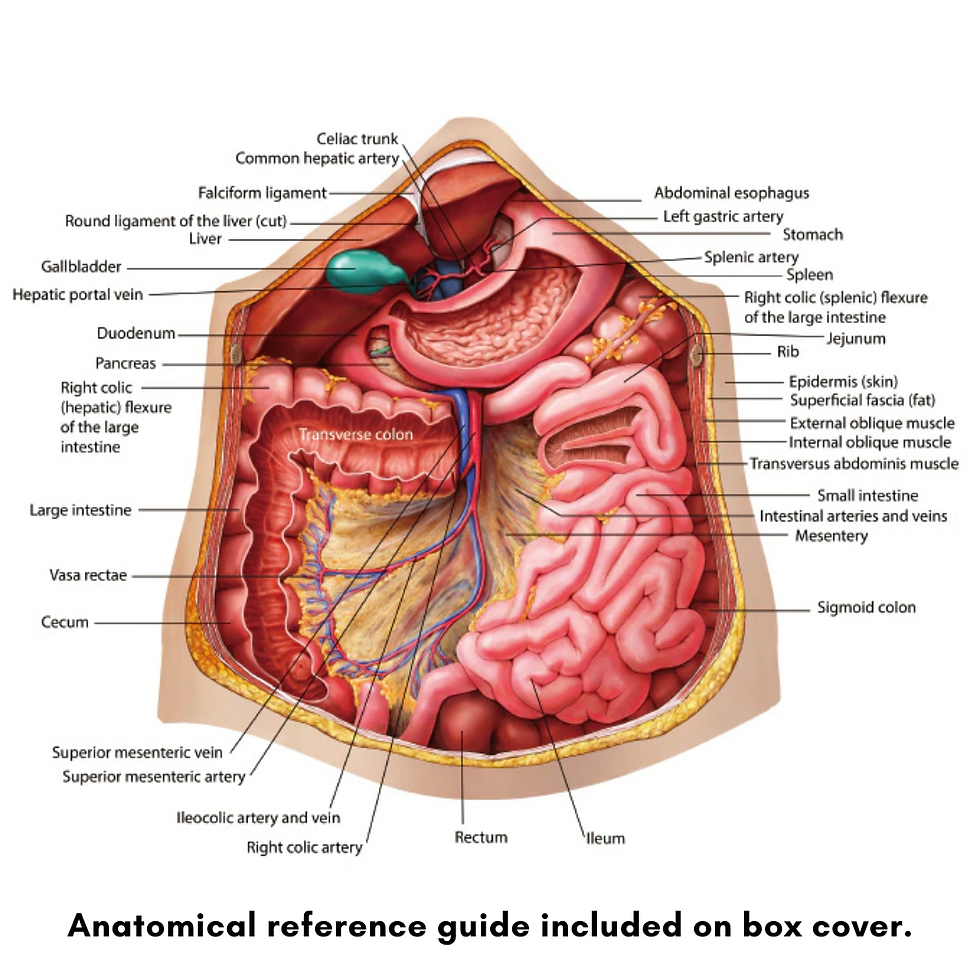 Thumbnail: Dr. Livingston's Anatomy Jigsaw Puzzle: The Human Abdomen