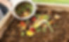 International composting week compost environment worm farm kids activities education recycling