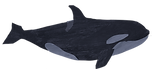 Off Shore Orca- Killer Whale_edited_edit