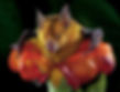 bats bat bat appreciation day mammals science nature early education