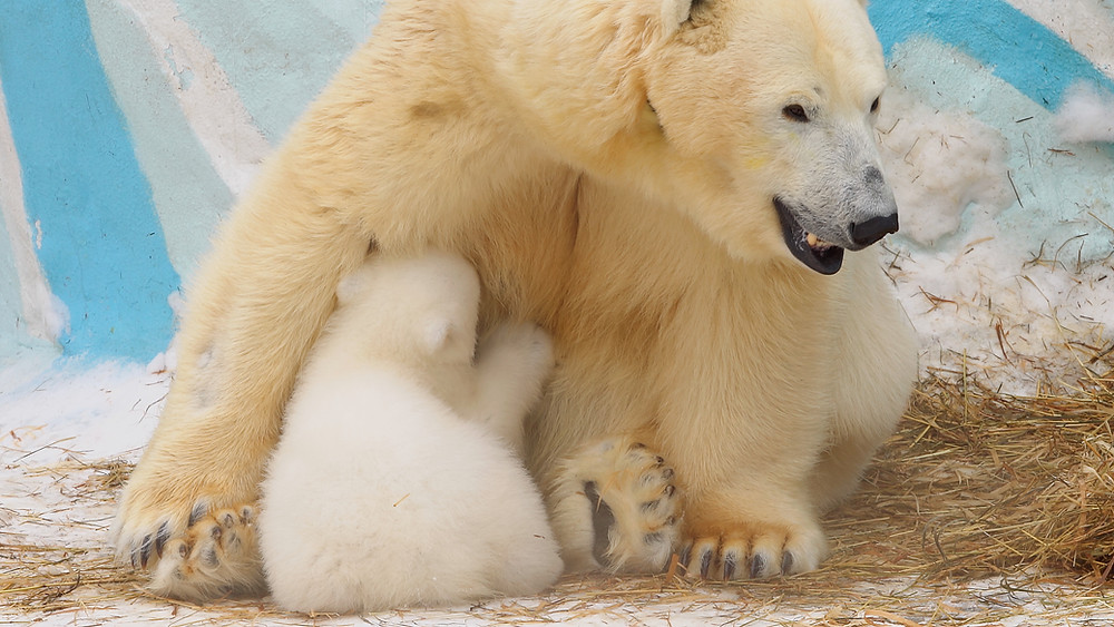 international polar bear day science naturally mammals facts STEM science