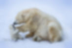 international polar bear day science naturally mammals facts STEM science