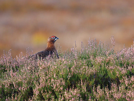 Day Guiding Blog March 2026