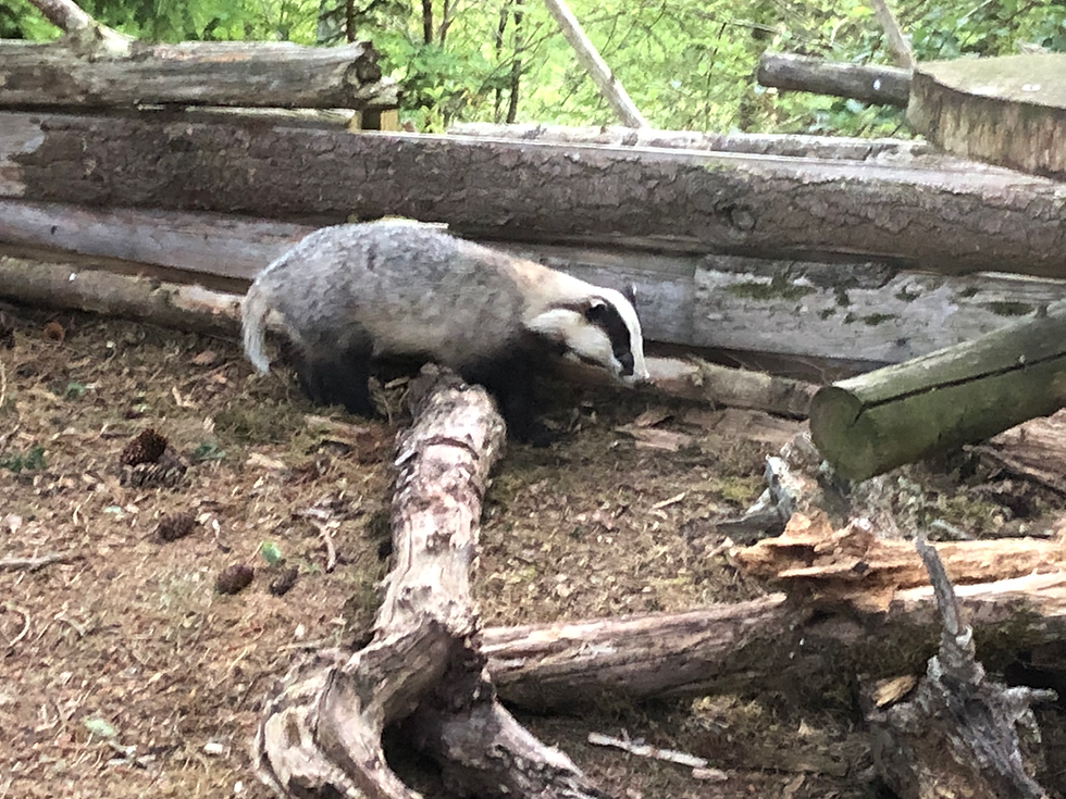 Evening Wildlife Watching Hide Update July 2026