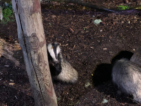 Evening Wildlife Watching Hide Update August 2024
